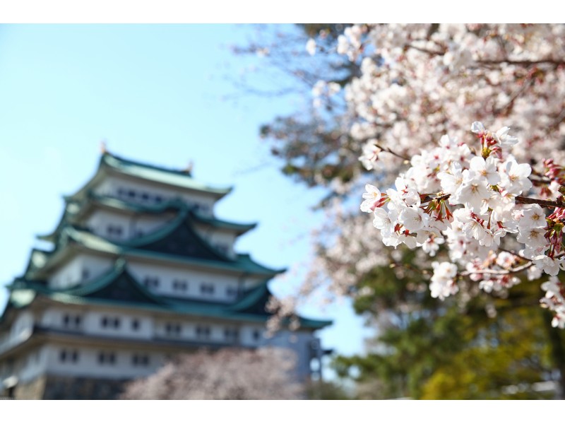 [日本]名古屋賞櫻名所–名古屋城賞櫻與鶴舞公園夜櫻